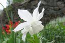 Narsissi2C_Narcissus_sp_IMG_0621.jpg