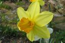 Tiedostonimi=Narsissi2C_Narcissus_sp_IMG_1015.jpg
Tiedostokoko=39kt
Koko=600x399
Lisätty=11.03.2011 Narsissi2C_Narcissus_sp_IMG_1015.jpg
