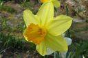 Narsissi2C_Narcissus_sp_IMG_1015.jpg