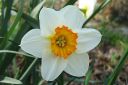 Narsissi2C_Narcissus_sp_IMG_1016.jpg