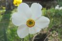 Narsissi2C_Narcissus_sp_IMG_1023.jpg