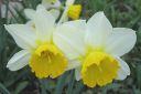 Narsissi2C_Narcissus_sp_IMG_1112.jpg