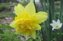 Narsissi2C_Narcissus_sp_IMG_1113.jpg