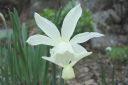 Narsissi2C_Narcissus_sp_IMG_1115.jpg