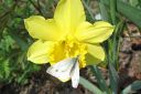 Narsissi2C_Narcissus_sp_IMG_1174.jpg