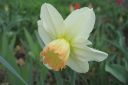 Narsissi2C_Narcissus_sp_IMG_1212.jpg