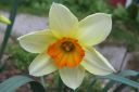 Narsissi2C_Narcissus_sp_IMG_1234.jpg