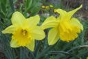 Narsissi2C_Narcissus_sp_IMG_1246.jpg