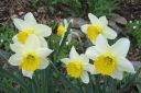 Narsissi2C_Narcissus_sp_IMG_1248.jpg