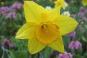 Narsissi2C_Narcissus_sp_IMG_1257.jpg