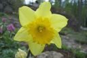 Narsissi2C_Narcissus_sp_IMG_1263.jpg