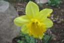 Narsissi2C_Narcissus_sp_IMG_1265.jpg