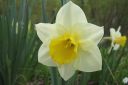 Narsissi2C_Narcissus_sp_IMG_1267.jpg