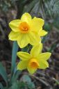 Narsissi2C_Narcissus_sp_IMG_1381.jpg