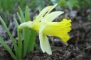 Narsissi2C_Narcissus_sp_IMG_1519.jpg