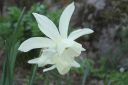 Narsissi2C_Narcissus_sp_IMG_1523.jpg