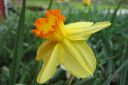 Narsissi2C_Narcissus_sp_IMG_1642.jpg