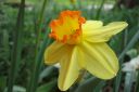 Narsissi2C_Narcissus_sp_IMG_1643.jpg