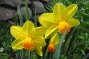 Narsissi2C_Narcissus_sp_IMG_1650.jpg