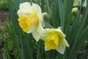 Narsissi2C_Narcissus_sp_IMG_1695.jpg