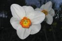 Narsissi2C_Narcissus_sp_IMG_1940.jpg