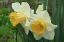 Narsissi2C_Narcissus_sp_IMG_2129.jpg