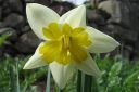 Narsissi2C_Narcissus_sp_IMG_6585.jpg