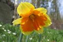 Narsissi2C_Narcissus_sp_IMG_6587.jpg