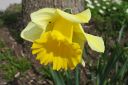 Narsissi2C_Narcissus_sp_IMG_6595.jpg