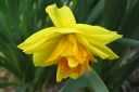 Narsissi2C_Narcissus_sp_IMG_6596.jpg