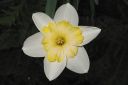 Narsissi2C_Narcissus_sp_IMG_6721.jpg