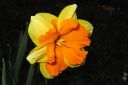 Narsissi2C_Narcissus_sp_IMG_6723.jpg