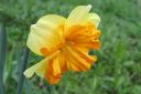 Narsissi2C_Narcissus_sp_IMG_6818.jpg