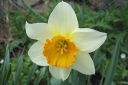 Narsissi2C_Narcissus_sp_IMG_6851.jpg