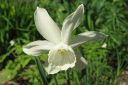 Narsissi2C_Narcissus_sp_IMG_7359.jpg