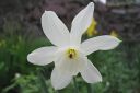 Narsissi2C_Narcissus_sp_IMG_7521.jpg