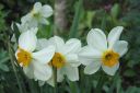 Narsissi2C_Narcissus_sp_IMG_7594.jpg