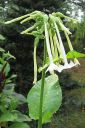 Narsissitupakka2C_Nicotiana_sylvestris_IMG_1156.jpg