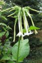 Narsissitupakka2C_Nicotiana_sylvestris_IMG_1157.jpg