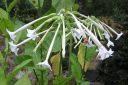 Narsissitupakka2C_Nicotiana_sylvestris_IMG_4605.jpg