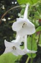 Narsissitupakka2C_Nicotiana_sylvestris_IMG_7230.jpg