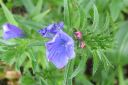 Neidonkieli2C_Echium_vulgare_IMG_1029.jpg