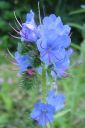 Neidonkieli2C_Echium_vulgare_IMG_2383.jpg