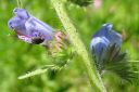 Neidonkieli2C_Echium_vulgare_IMG_3881.jpg