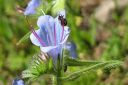 Neidonkieli2C_Echium_vulgare_IMG_3884.jpg