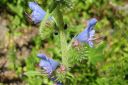 Neidonkieli2C_Echium_vulgare_IMG_3887.jpg