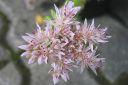 Neidonmaksaruoho2C_Sedum_pulchellum_IMG_0089.jpg