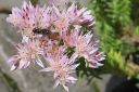 Neidonmaksaruoho2C_Sedum_pulchellum_IMG_0092.jpg