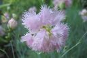 Neilikka2C_Dianthus_sp_IMG_4042.jpg