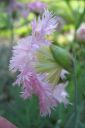 Neilikka2C_Dianthus_sp_IMG_4044.jpg